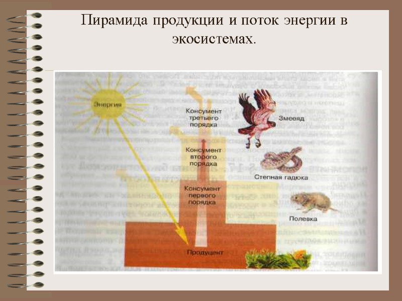 Пирамида продукции и поток энергии в экосистемах.